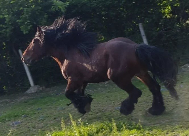 Blegijan Draft Pastuv