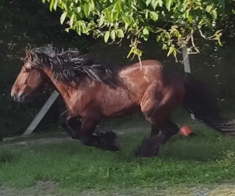 Blegijan Draft Pastuv