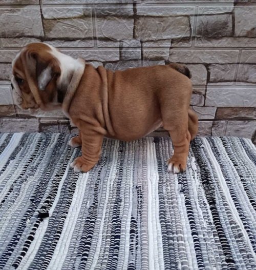 Engleski buldog