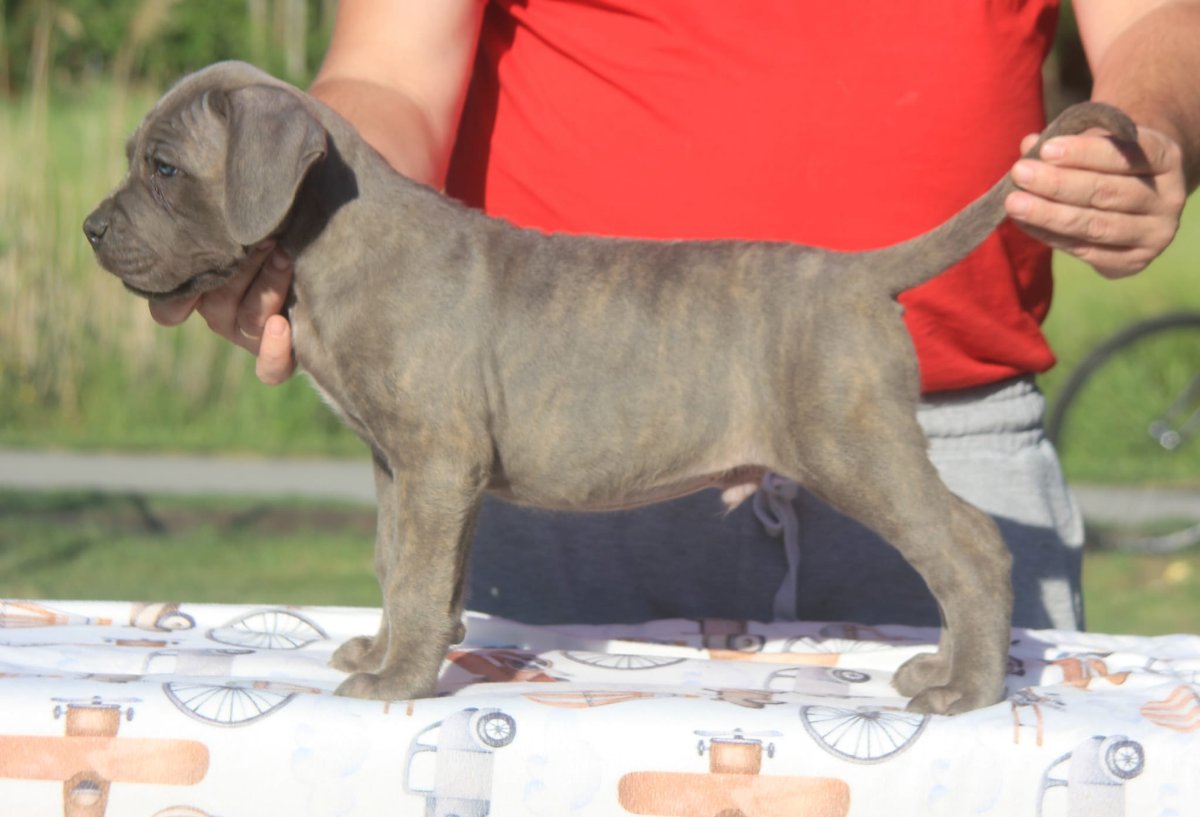 Cane Corso štenci