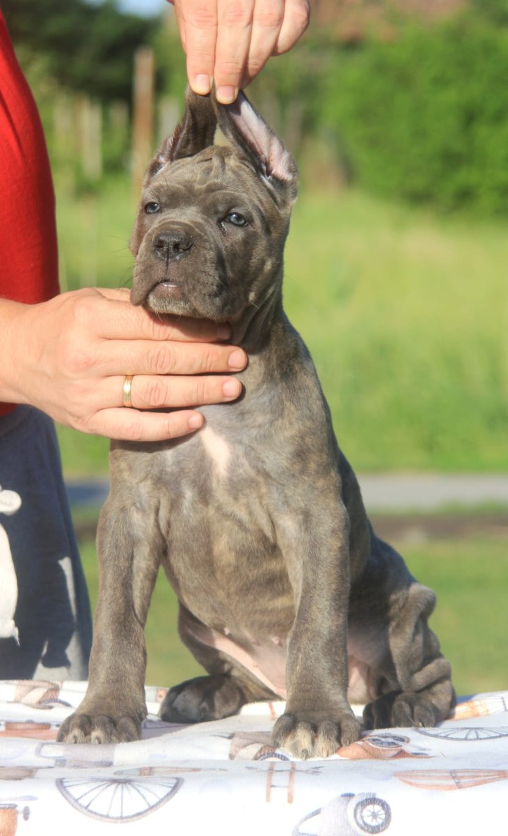 Cane Corso štenci