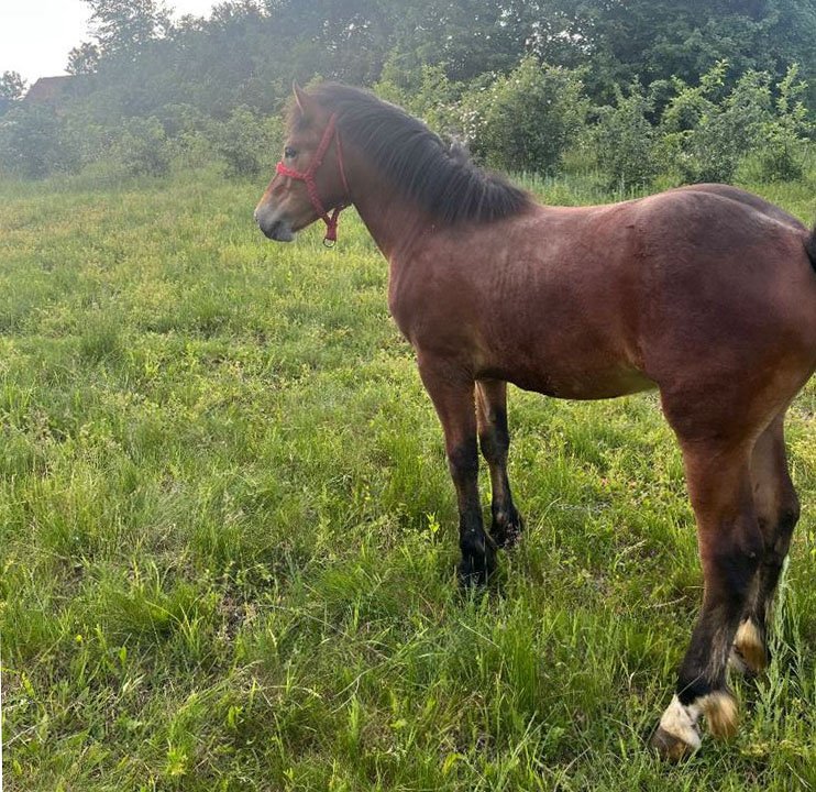 Prodajem pastuva rase bosanski brdski
