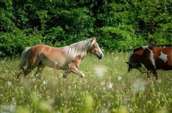 Haflinger kobila