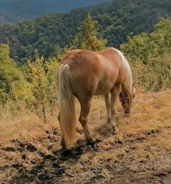Haflinger kobila