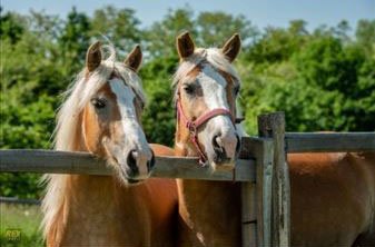 Haflinger kobila