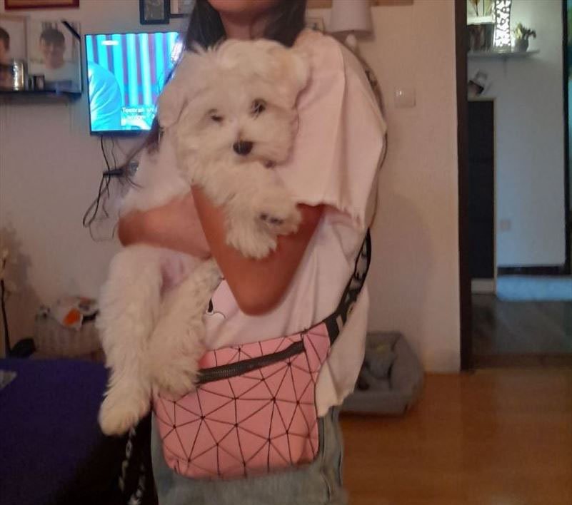 Pansion za pse Miki