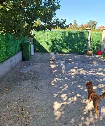 Pansion za pse Miki