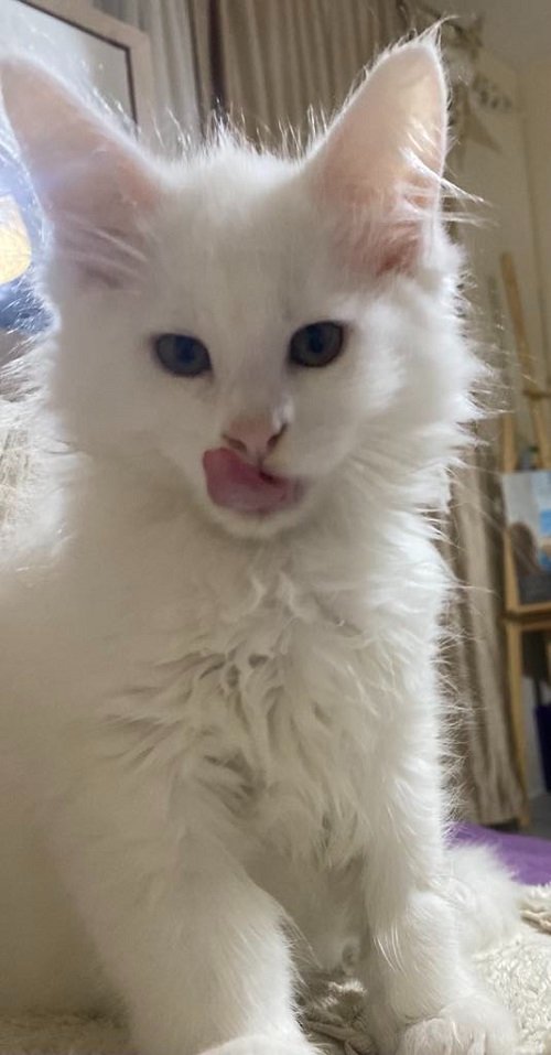 Maine Coon mačići