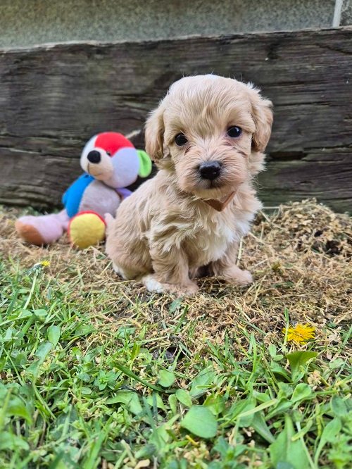 Mini maltipoo