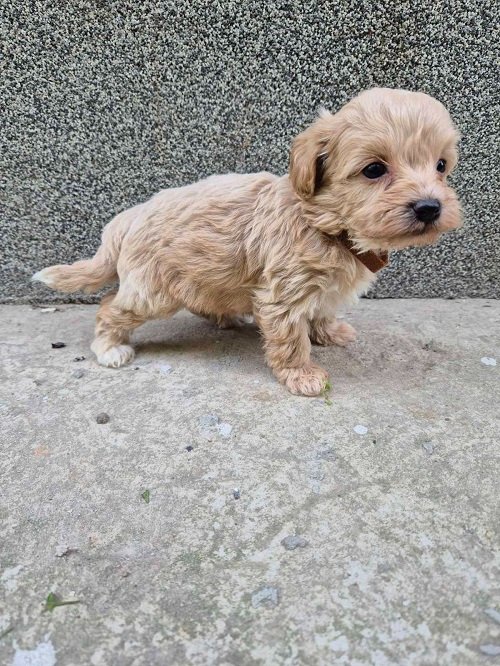 Mini maltipoo