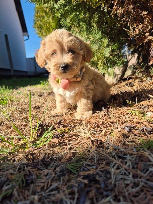 Mini maltipoo