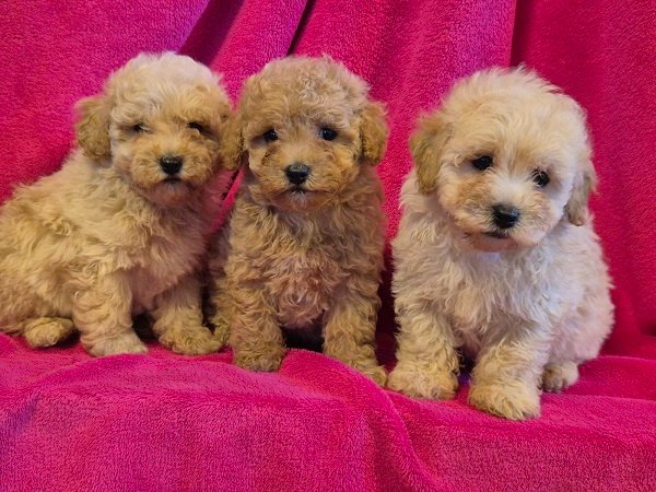 Mini maltipoo