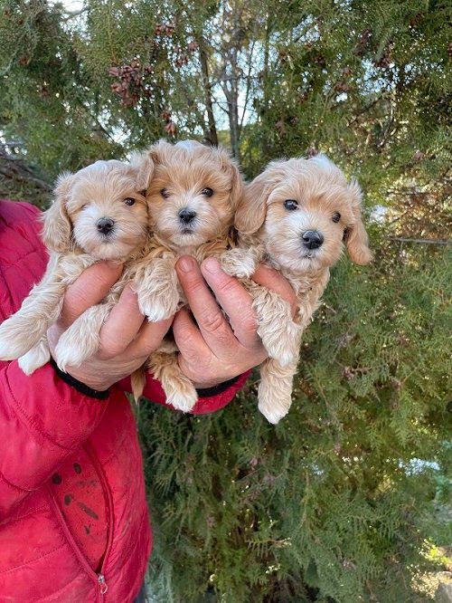 Mini maltipoo