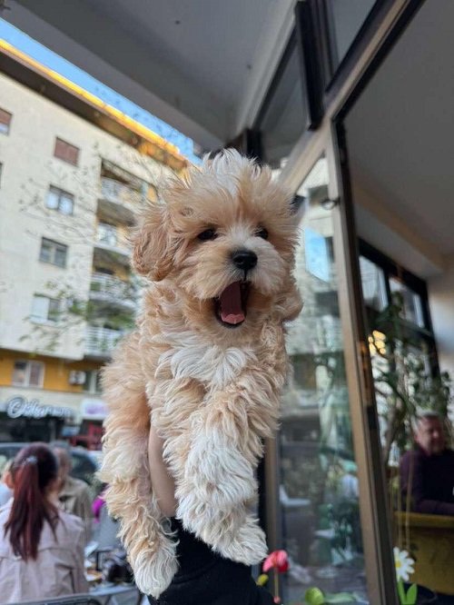 Mini maltipoo