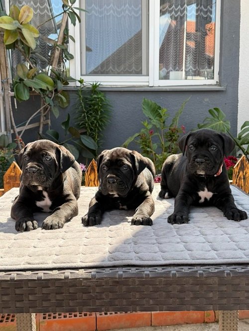 Crni Cane Corso štenci - rezervacije u toku