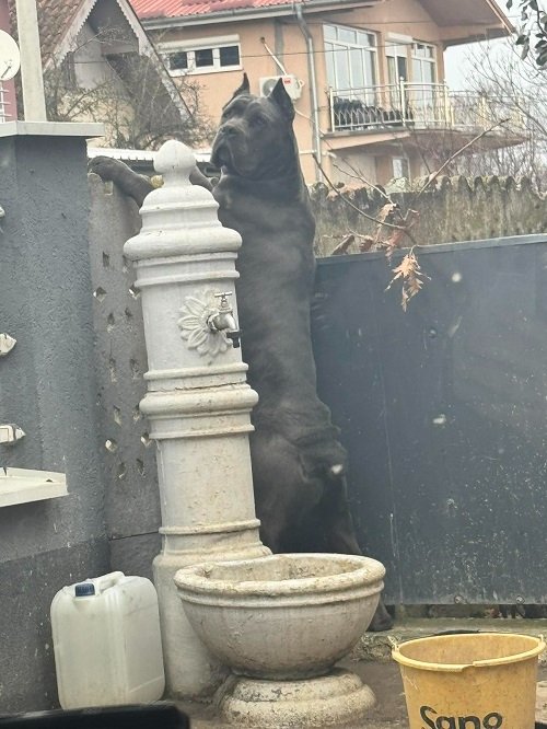 Crni Cane Corso štenci - rezervacije u toku