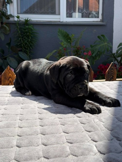 Crni Cane Corso štenci - rezervacije u toku