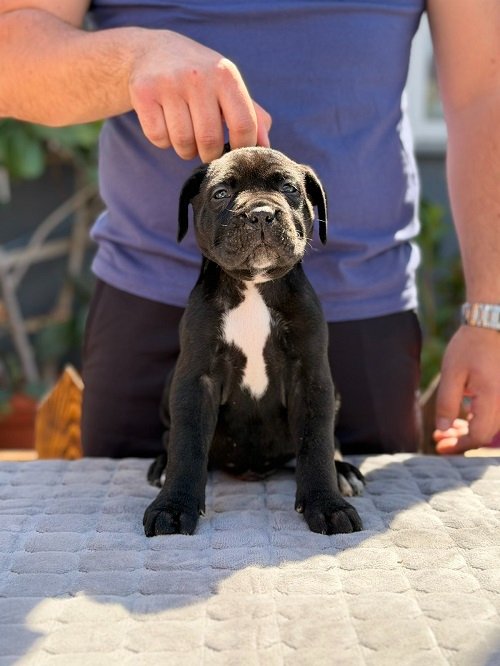 Crni Cane Corso štenci - rezervacije u toku