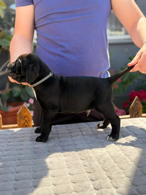 Crni Cane Corso štenci - rezervacije u toku