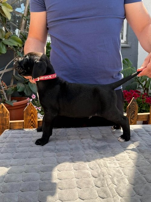 Crni Cane Corso štenci - rezervacije u toku