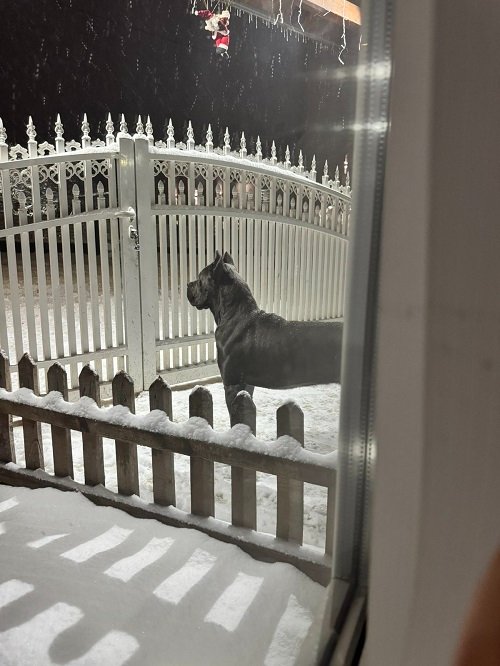 Crni Cane Corso štenci - rezervacije u toku
