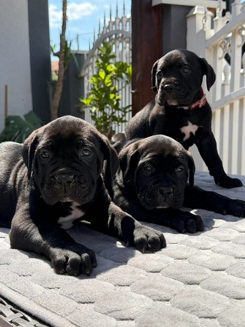 Crni Cane Corso štenci - rezervacije u toku