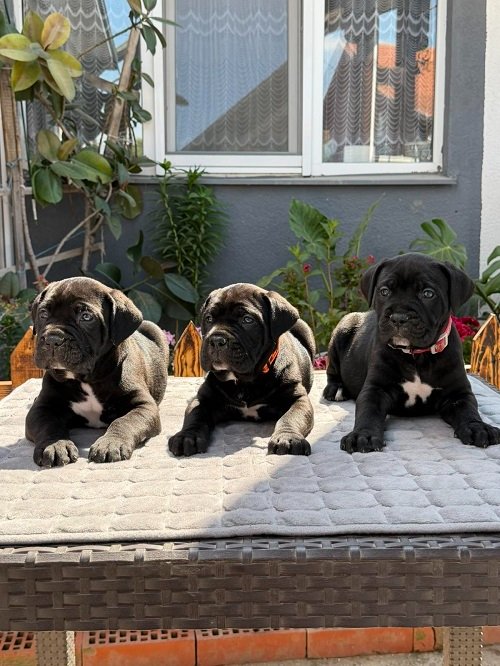 Crni Cane Corso štenci - rezervacije u toku