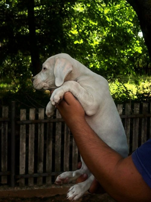 ARGENTINSKA DOGA štenci