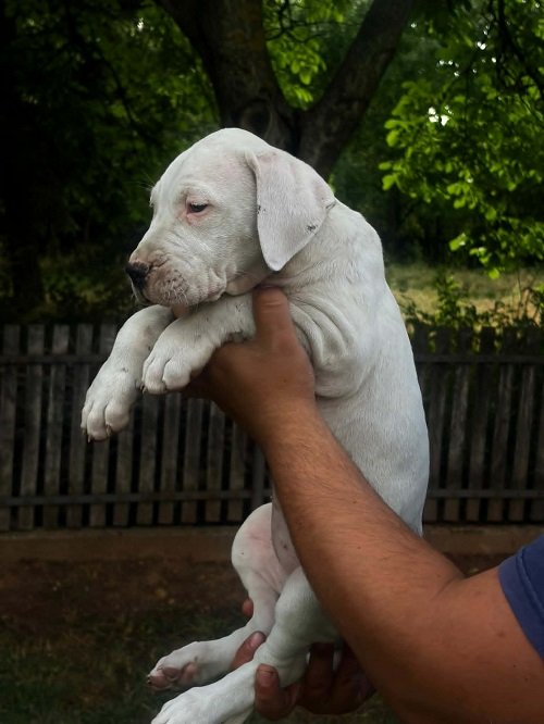 ARGENTINSKA DOGA štenci