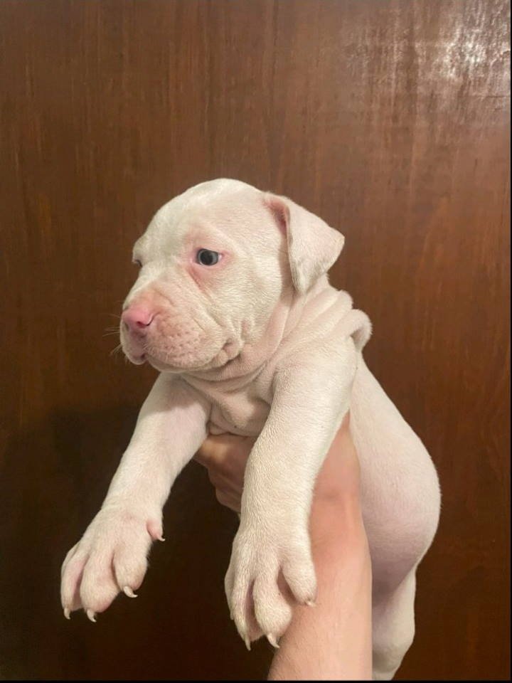 American bully štenci – vrhunski kvalitet