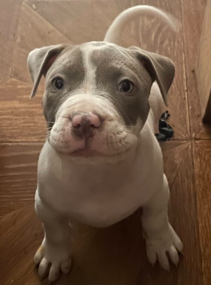 American bully štenci – vrhunski kvalitet
