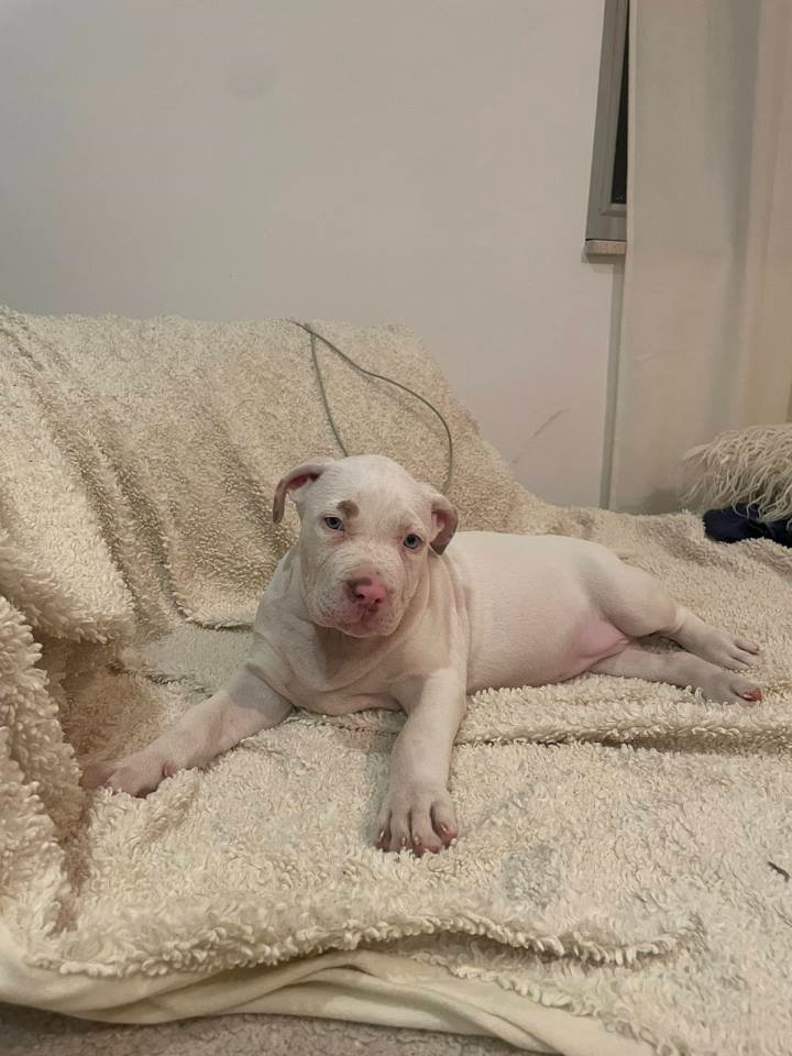 American bully štenci – vrhunski kvalitet