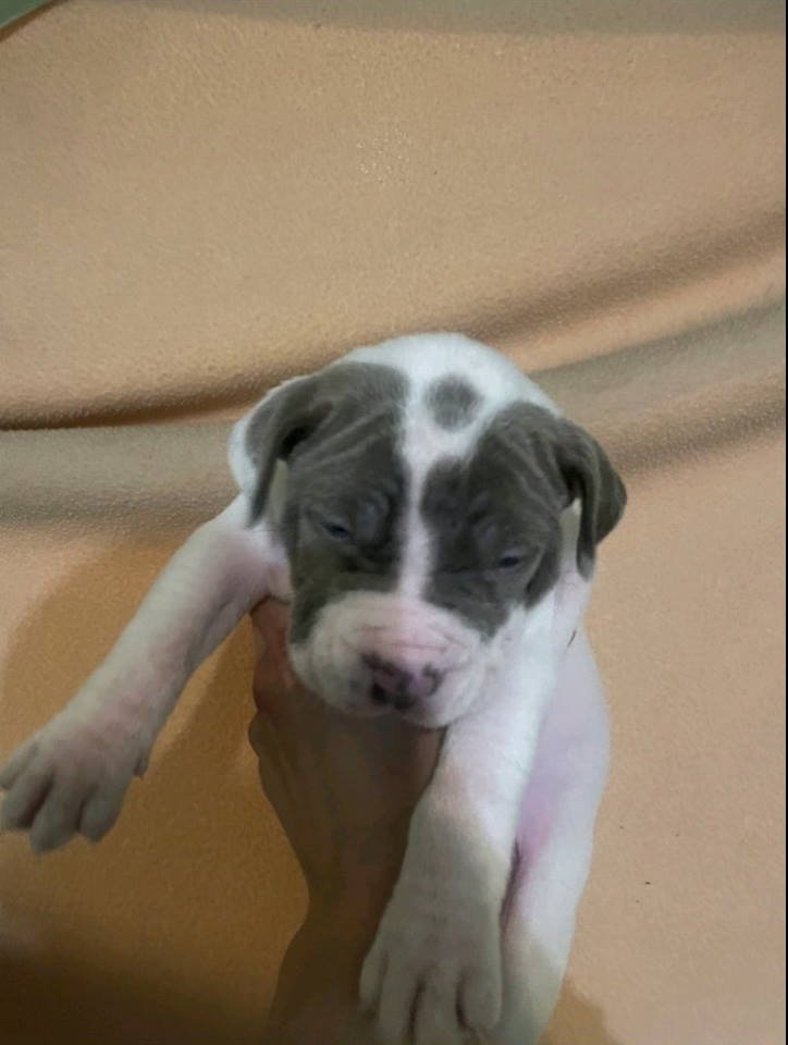 American bully štenci – vrhunski kvalitet