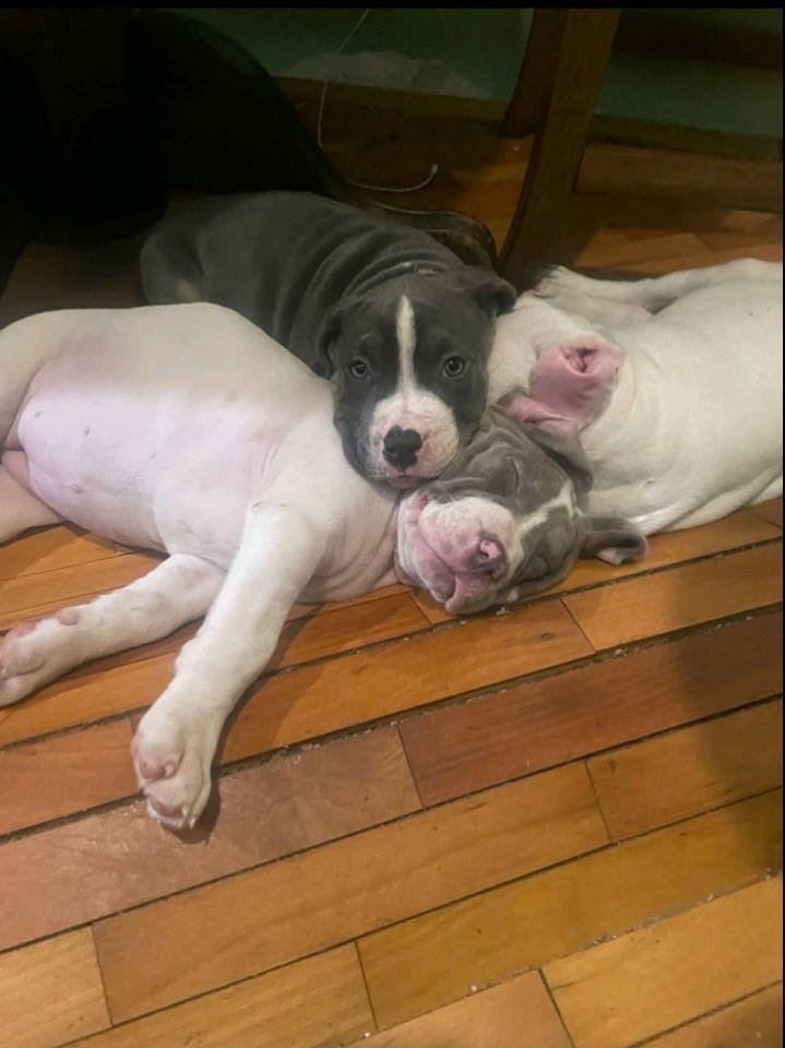 American bully štenci – vrhunski kvalitet
