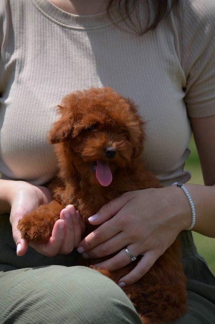 Toy pudla, žensko štene