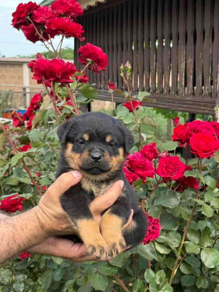 Stigli su naši mali rotvajleri!