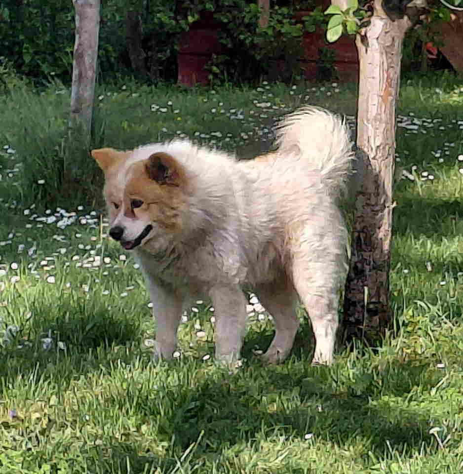 Poklon - Mešanac akita inu i samojeda, star 2 godine