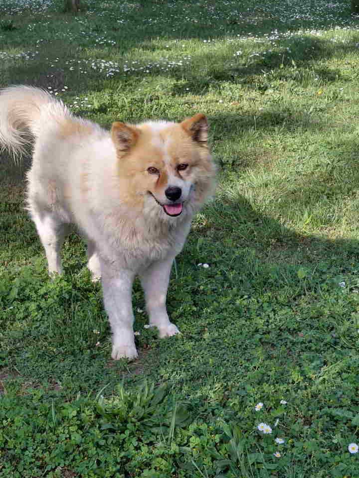 Poklon - Mešanac akita inu i samojeda, star 2 godine
