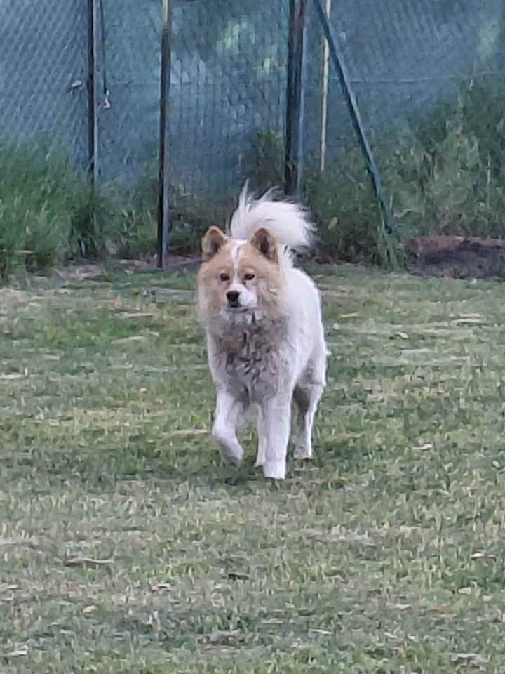 Poklon - Mešanac akita inu i samojeda, star 2 godine
