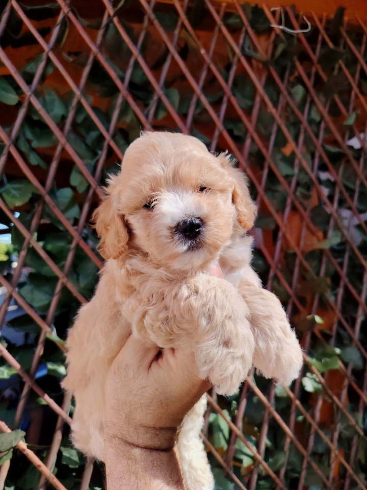 Dostupni za preuzimanje MALTIPOO prelepi