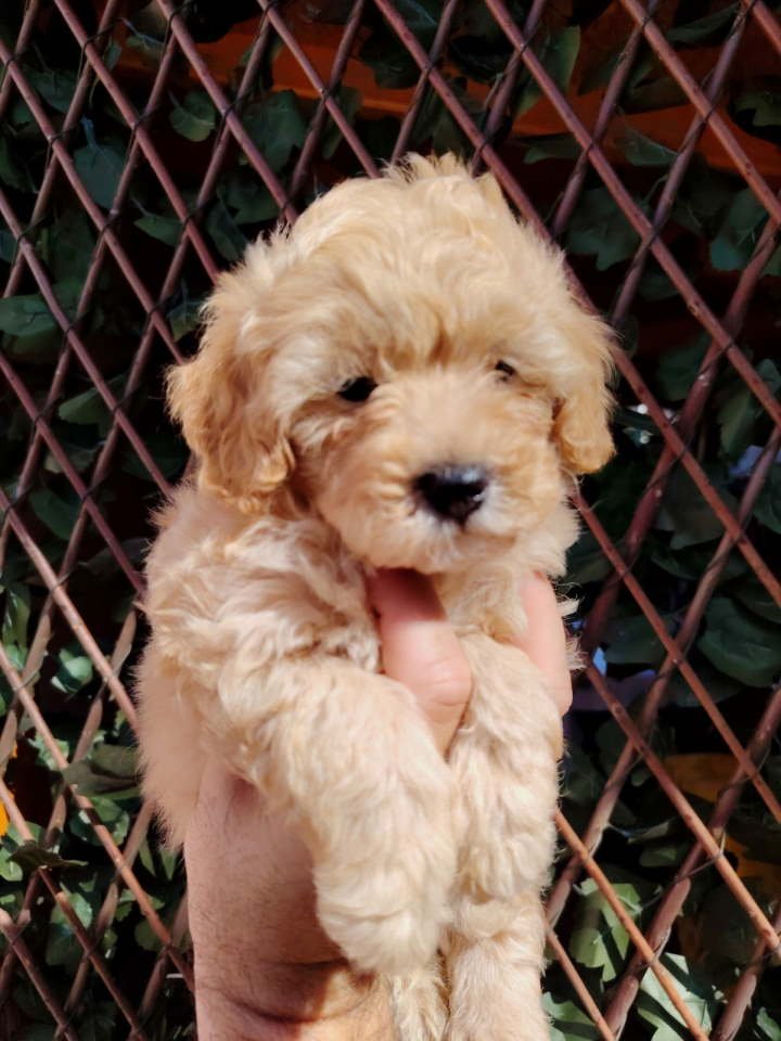 Dostupni za preuzimanje MALTIPOO prelepi