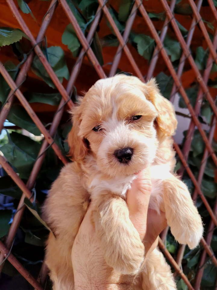 Dostupni za preuzimanje MALTIPOO prelepi