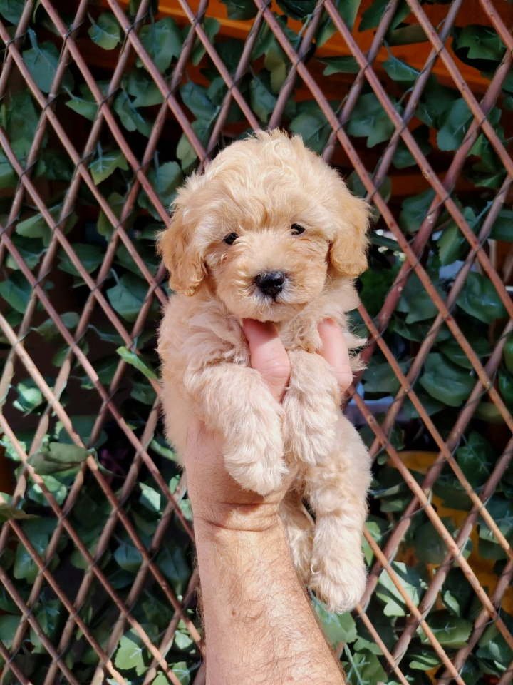 Dostupni za preuzimanje MALTIPOO prelepi