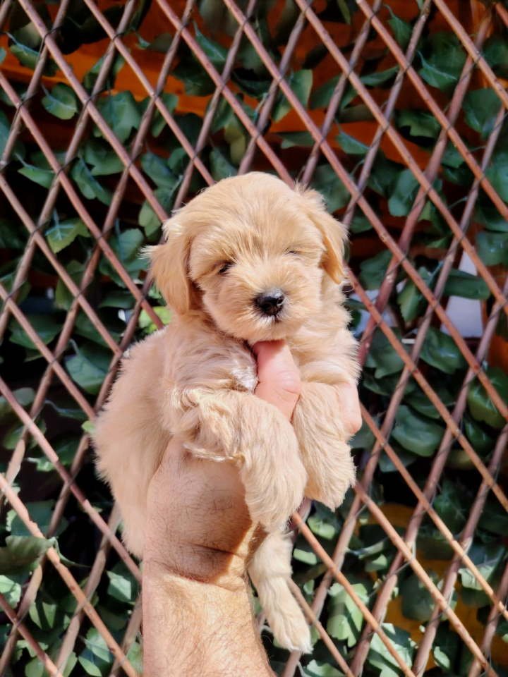 Dostupni za preuzimanje MALTIPOO prelepi