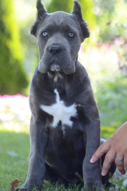 Cane Corso, vrhunski štenci