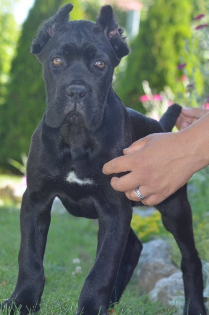 Cane Corso, vrhunski štenci