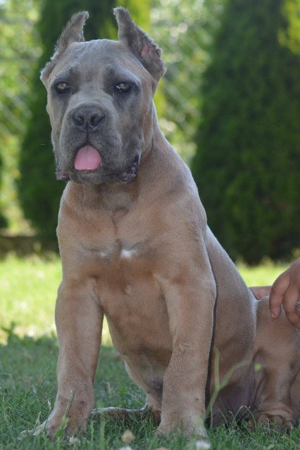 Cane Corso, vrhunski štenci