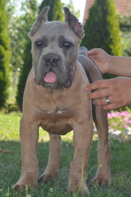 Cane Corso, vrhunski štenci