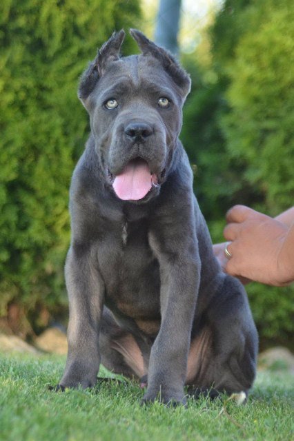 Cane Corso, vrhunski štenci