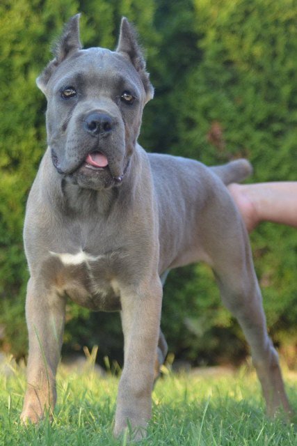 Cane Corso, vrhunski štenci